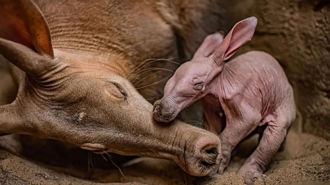 First Aardvark Baby Born at Chester Zoo in 90-Year History