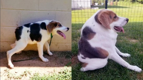 Half-spined dog finds loving family despite rare condition