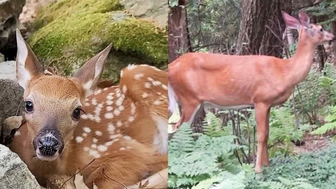  Woman's shock as a deer wanders into her home during dinner preparation