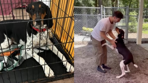 The loudest dog at the shelter speechless when he reunites with his dad