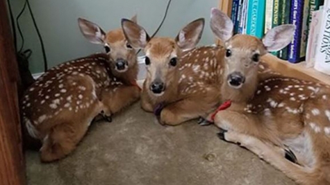  Woman's shock as a deer wanders into her home during dinner preparation