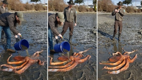 Diver stunned as octopus grabs her hand to lead her to hidden treasure