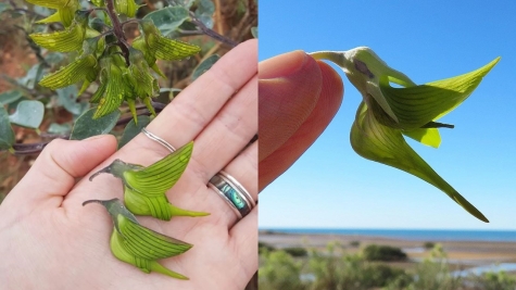 Remarkable Australian flower resembles the graceful flight of a hummingbird