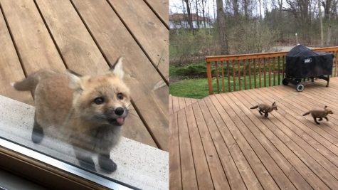 Adorable baby foxes turn grandma's porch into their playful haven