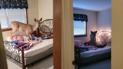  Woman's shock as a deer wanders into her home during dinner preparation