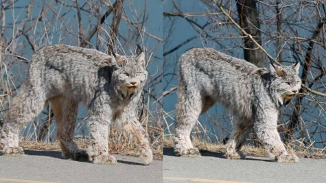 Majestic feline stuns onlookers with elegant stroll through city streets