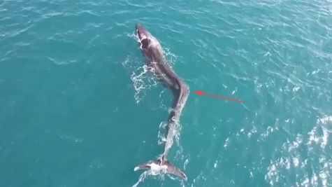 Struggling whale with severe scoliosis spotted off the coast of spain