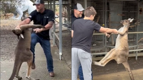 Man fights a ‘naughty’ Kangaroo Australian wildlife park