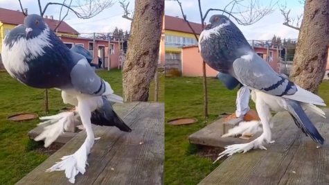 'Mutant Pigeon' terrifies onlookers with long legs and swollen neck