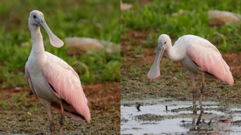 Rare bird spotted for the first time in Wisconsin almost 180 years