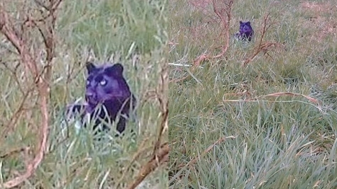 Filmmakers say they've found the 'clearest ever' photo of panther-like creature roaming the British countryside