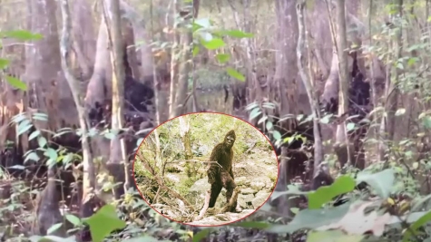 Camera captured Bigfoot peering around tree sparks intense debate over its authenticity