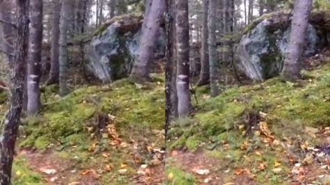 VIDEO: Forest floor starts creepily 'breathing', leaving numerous users baffled