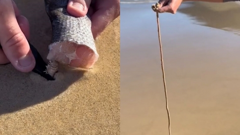 VIDEO: People are stunned by meat-eating beach worms that can grow up to three meters