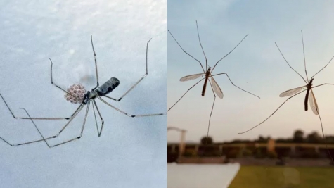 Spider expert warns about one thing people should do when you spot a daddy long legs