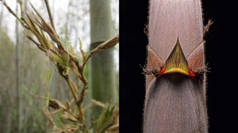 Bamboo is about to flower for the first time in 120 years, baffles scientists