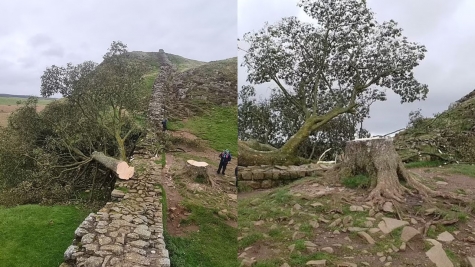 Boy, 16, arrested after world-famous Sycamore Gap tree  was 'deliberately' cut down 