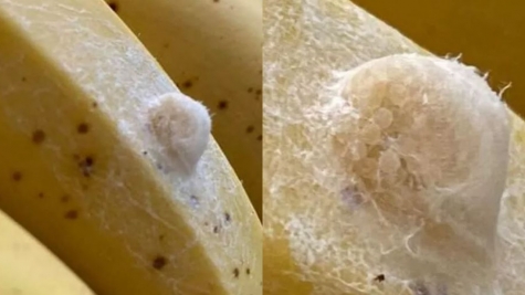 Banana split! mother is stunned after discovering cluster of eggs on Asda bananas 