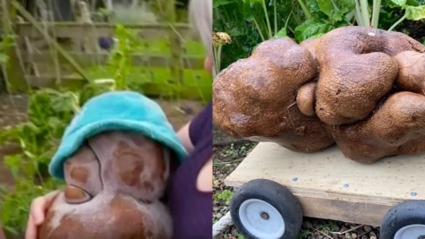 'World's largest potato' to be DNA tested to confirm, if it is, in fact, a potato