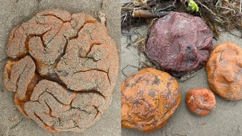 ‘Mini volcanoes’ made of mounds of sand pop up along Texas beach 