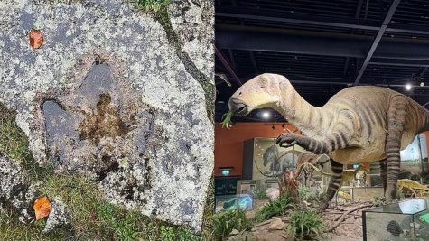  Jogger stunned after spotting footprint of Jurassic dinosaur dating back 140 million years 