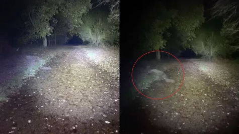 Dog walker spots 'demonic figure' crawling across the path of country park 'haunted'