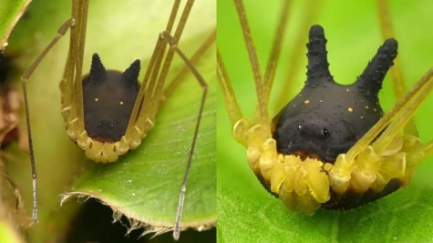  Bizarre arachnid with the head of a dog spotted in rainforest