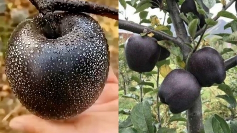  Black Diamond Apple: Rare gem of health