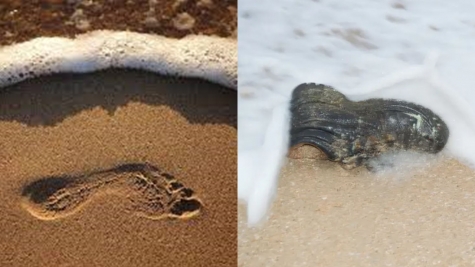 Beachgoers baffled after spotting a mysterious sea creature that looked like an 'alien-like' appearance