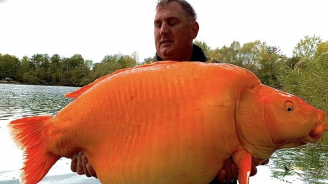 Fishermen catch giant 'golden carp' weighing as much as a 10-year-old child