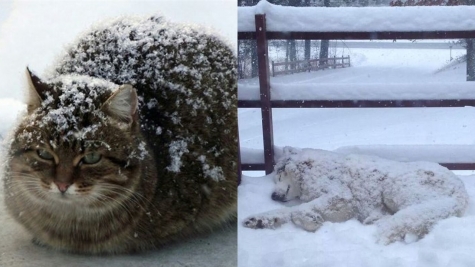 20+ times animals saw snow for the first time and look at their expressions 