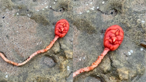 Beachgoers baffled after spotting a mysterious sea creature that looked like an 'alien-like' appearance