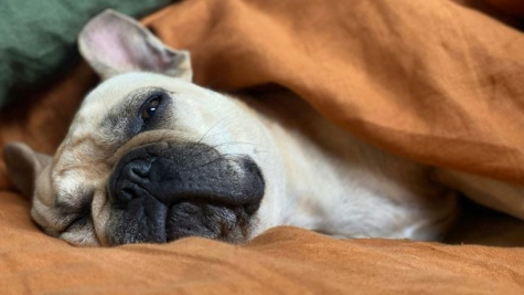 Loyal dog refuses to leave owner facing genetic challenges