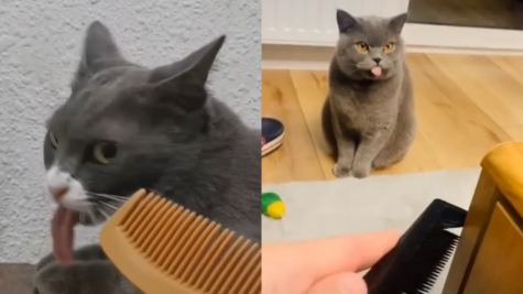 Why do cats gag when owners scrape their fingers on a comb?