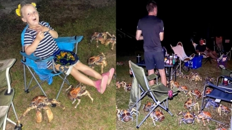 Moment giant 'robber' crabs interrupt family's camping barbecue