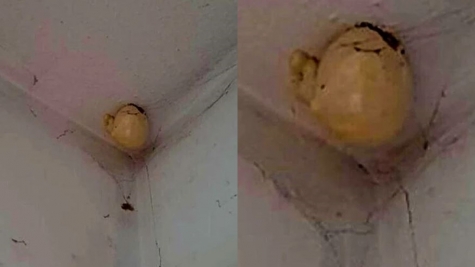 Woman asked on Facebook after spotting a bizarre “egg” that appeared on the ceiling