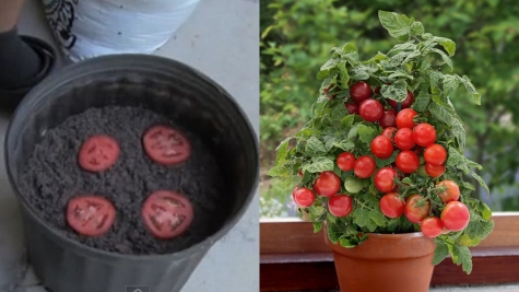 Simplest method for growing tomatoes from slices