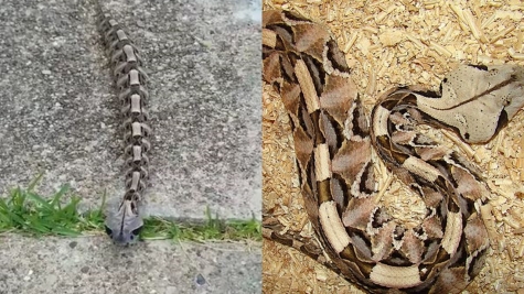 The gaboon viper: Master of camouflage and lethal precision