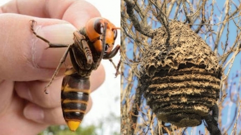 Residents horrified after spotting a large Asian hornet nest in abandoned house