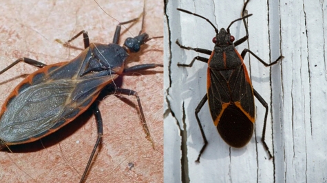 Kissing Bugs - the deadliest insect on Earth 