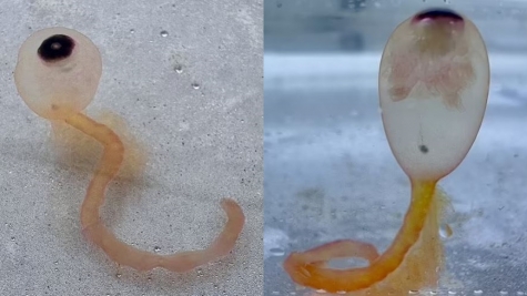 Eyeball-like 'Spaghetti monsters' washing up on Texas coast