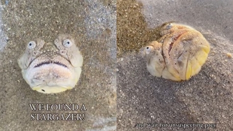 Beachgoer stunned after spotting a quirky fish with an open mouth staring at onlooker