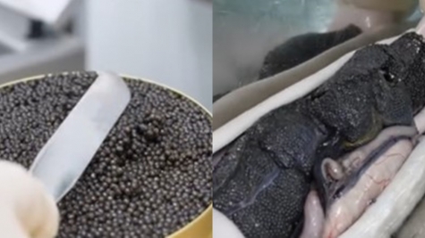 People vow never to eat caviar again after worker reveals how it is harvested