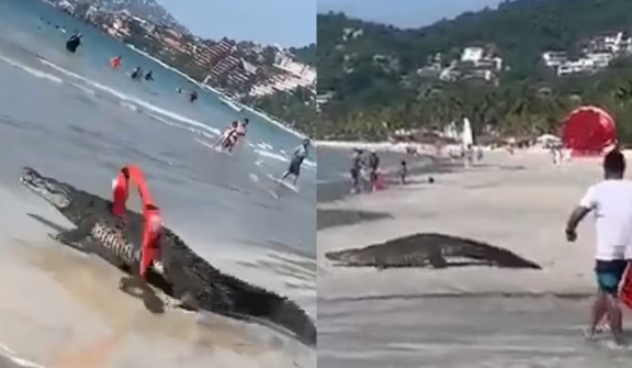 Crocodiles caused a terrifying moment, prompting swimmers to rush from the Mexican beach