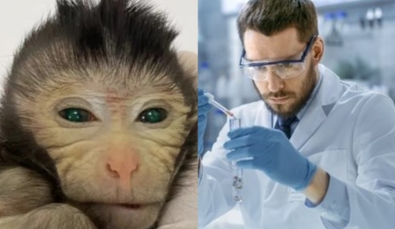 Scientists use two sets of DNA to create a chimera monkey