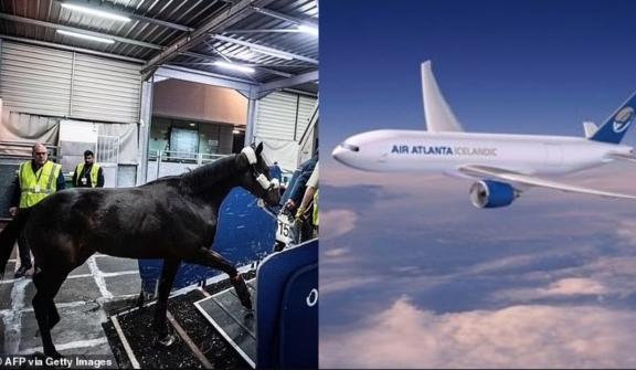 Flight forced to make emergency landing after  horse breaks free in cargo hold