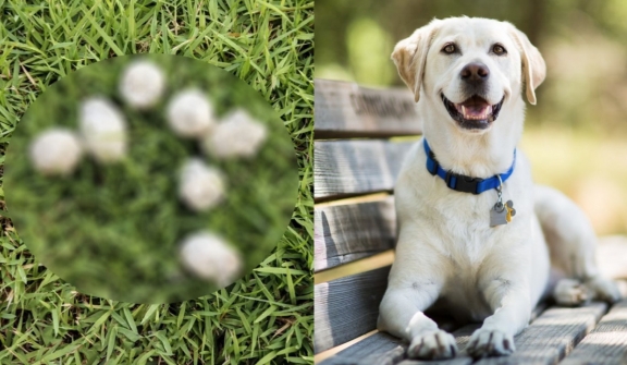 The popularity of white dog poop before the 1990s: What was the reason?