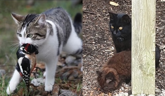 Scientists explain why free-ranging cats are harmful and disrupt many ecosystems