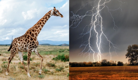 Long necks make giraffes 30 times more likely to be struck by lightning than humans