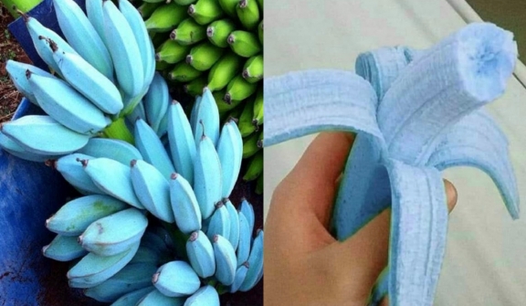 Blue Java Bananas: A tropical treat with vanilla ice cream flavor